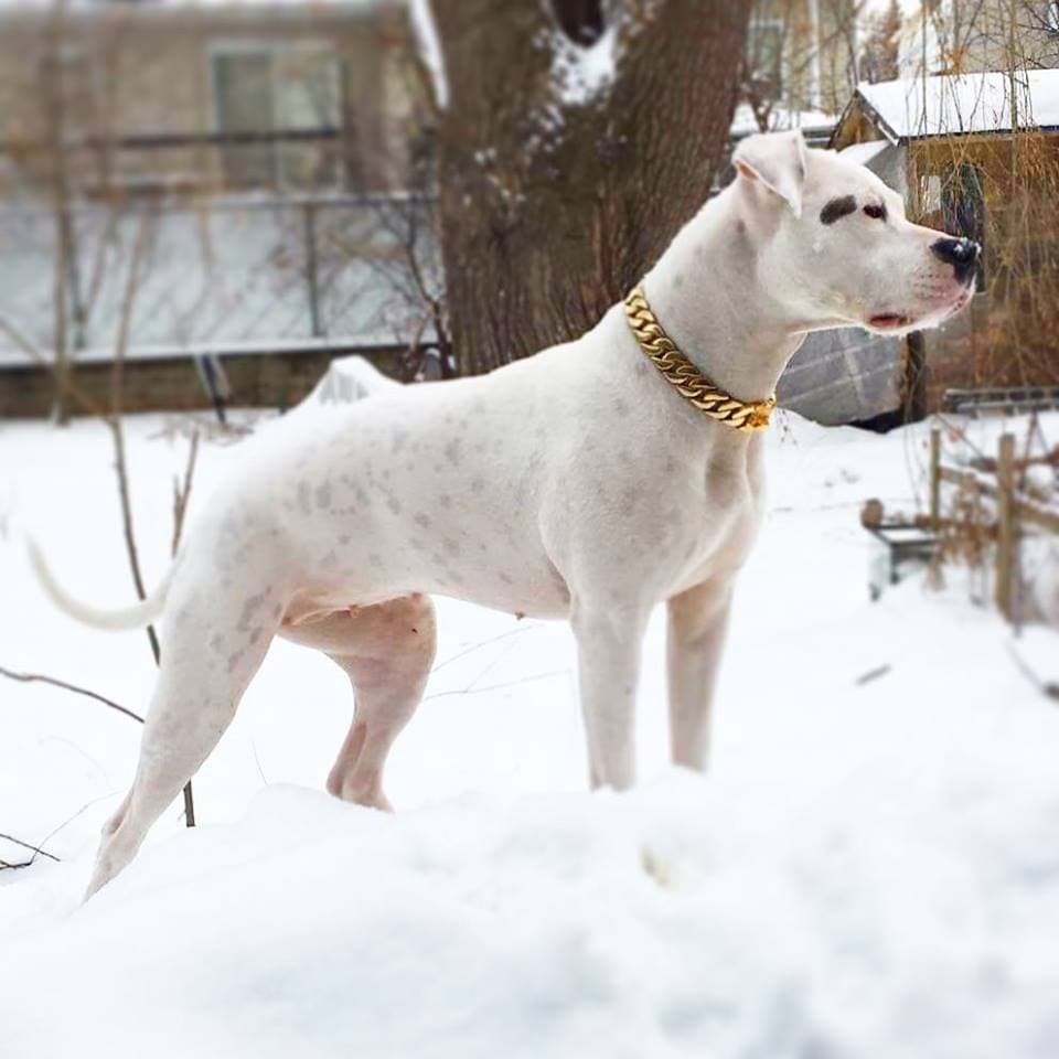 White gold dog new arrivals