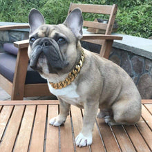 Dog Chains - The Gold Cuban Collar  25mm - White Gold